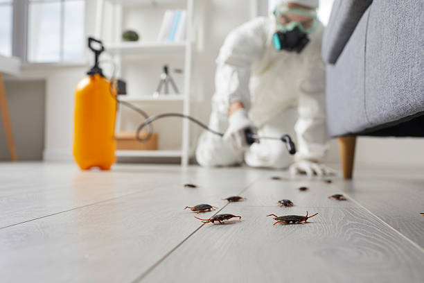 Post-Treatment Bed Bug Interceptor Monitoring in Eagle Grove